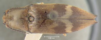 Media type: image;   Entomology 23685 Aspect: habitus dorsal view